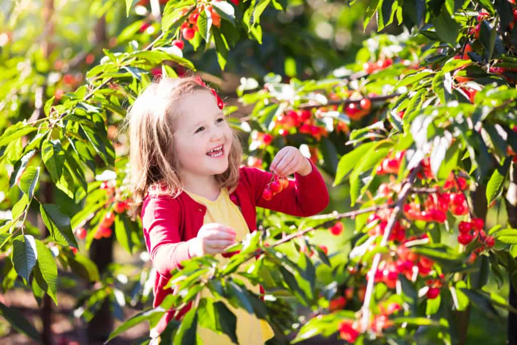 National Cherry Month & the Many Health Benefits of Cherries ...