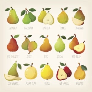 kinds of pears