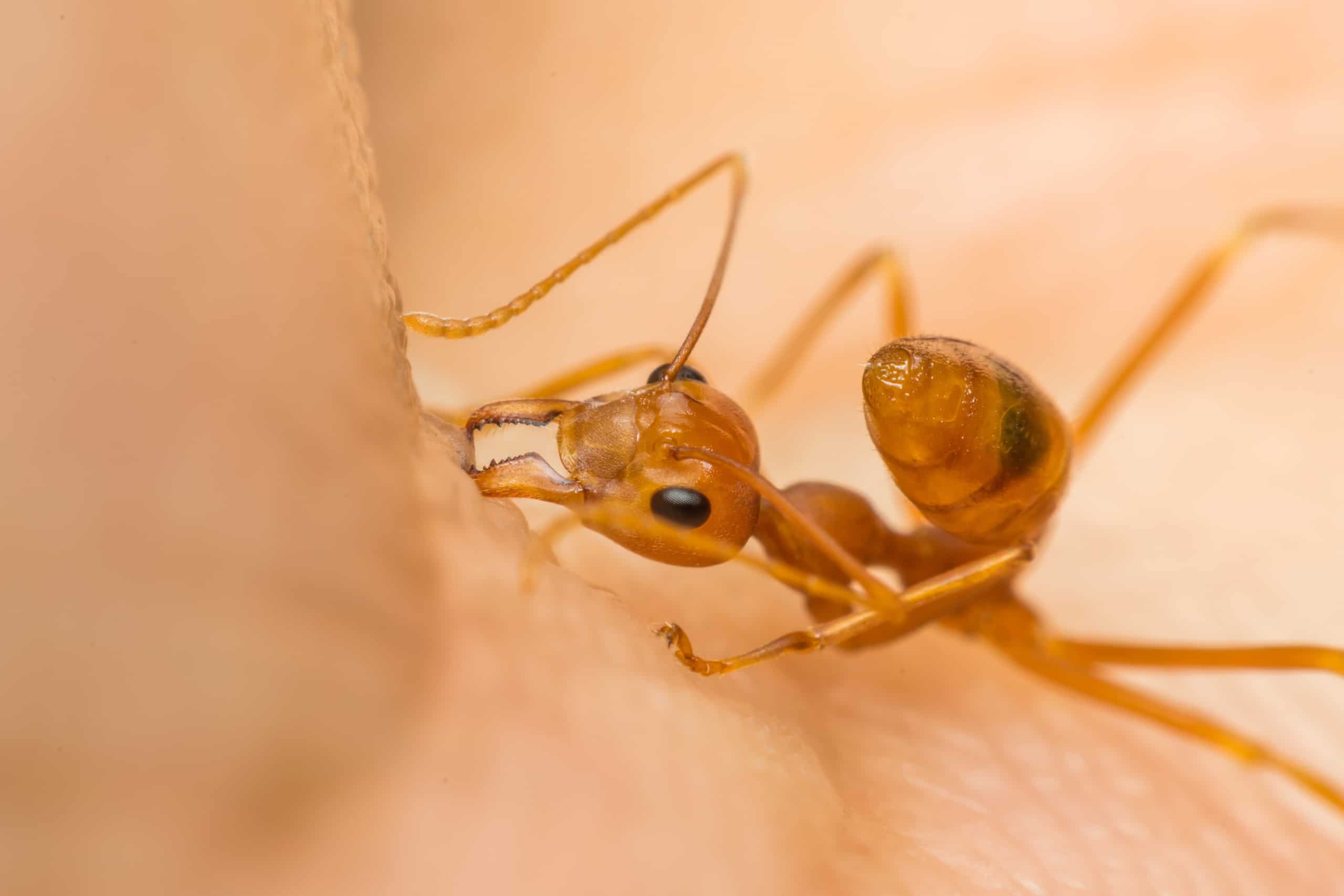 What To Do When You Get A Fire Ant Bite Hospitality Health ER